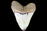 Fossil Megalodon Tooth - Very Heavy Tooth #75520-2
